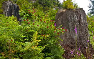 Tree stump flower garden forest - a large tree free wallpaper