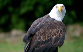 Bald eagle spread wings green - a bald eagle free wallpaper