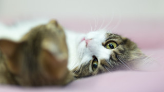 Cat pink blanket blue eyes - amano free wallpaper