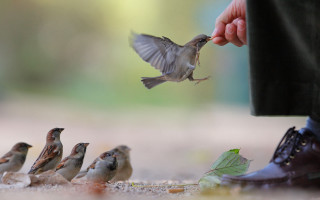 Feeding bird hand others leaf - a small bird free wallpaper