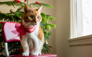 Cat bowtie christmas shiba outdoors - f 1. free wallpaper