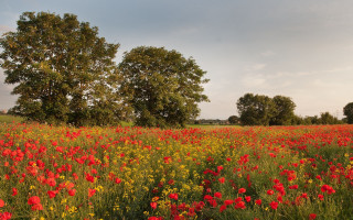 Flower field trees cloudy sky - dave allsop free wallpaper