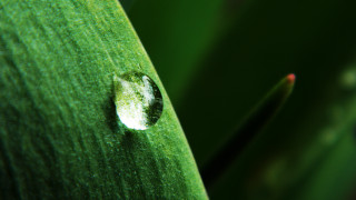 Leaf water drop macro green - a drop of water free wallpaper