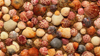 Colored shells beach brown sand - deep free wallpaper