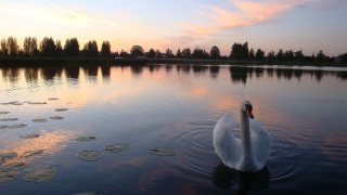 Swan water sunset pink sky - evening free wallpaper