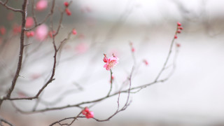 Pink flowers branch bloom outdoors - canon 5 0 mm free wallpaper for desktop