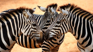 Zebras rubbing head dirt field - a dirt field free wallpaper