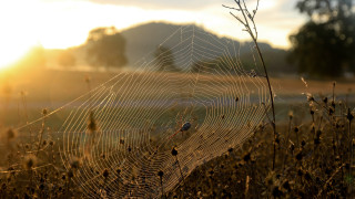 Spider web bird mountain sunset - alton tobey free wallpaper