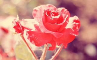 Red rose water droplets blurry - petal and a blurry background free wallpaper