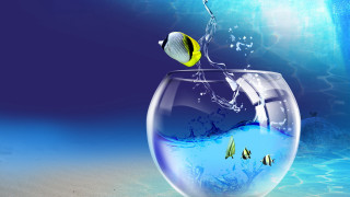 Fish bowl yellow fish blue - mouth free wallpaper