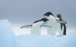 Penguins iceberg snow outdoors blue - three penguin free wallpaper