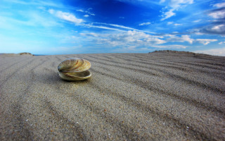 Shell sand beach blue sky - wispy free wallpaper