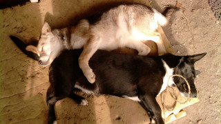 Sleeping dogs in dirt love - two dog free wallpaper