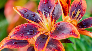 Flower water droplets macro blurry 14 - petal free wallpaper