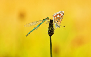 Butterflies flower stem grass yellow - yellow flower free wallpaper