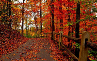 Woods fall leaves fence autumn - fall free wallpaper