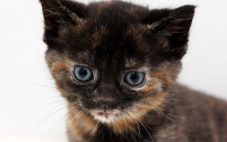 Small kitten blue eyes white - a white background behind free wallpaper