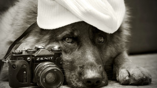 Dog hat camera blackwhite animal - a dog free wallpaper for desktop