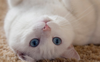 White cat blue eyes rococo 4 - a carpet free wallpaper