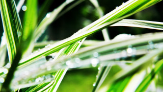 Green plant water drops macro 3 - a green plant free wallpaper