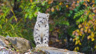 Snow leopard rain forest christmas - a snow leopard free wallpaper