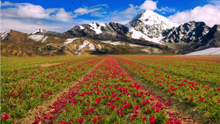 Flower field mountain sky bush 2 - the top of the mountains free wallpaper