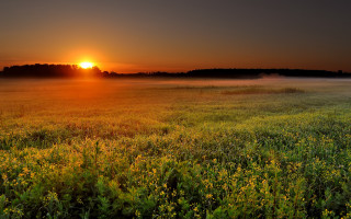 Sunset foggy field yellow flowers 2 - the air above free wallpaper for desktop
