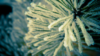 Pine frosted branch macro winter - frost free wallpaper for desktop