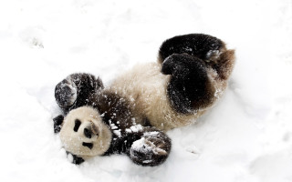 Panda snow rolling furry jigsaw - its paw free wallpaper