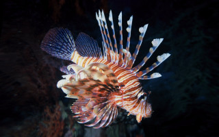 Lionfish coral reef night holography - underwater free wallpaper for desktop