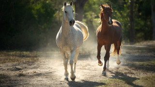 Horses running dirt road forest - two horse free wallpaper