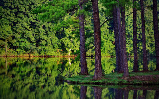 Lake reflection forest nature bob - the middle of a forest free wallpaper
