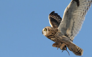 Bird sky eagle owl sparrow - a yellow eye free wallpaper