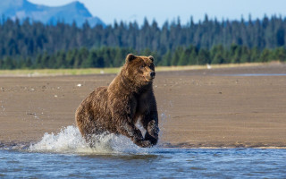 Bear running beach forest mountains - free beach wallpaper