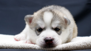 Puppy sad blanket shiba inu - a puppy free wallpaper