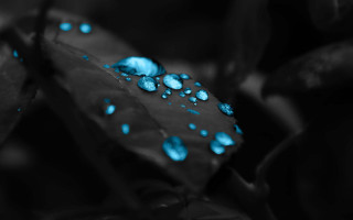 Leaf blue drops water surface - adobe lightroom free wallpaper