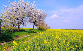 Blooming trees yellow flowers dirt - field free wallpaper