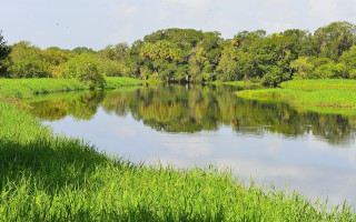 River grassybank trees blue sky - river free wallpaper for desktop