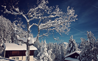 Snow covered tree house blue 3 - a house free wallpaper