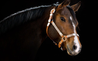 Brown horse white stripe bridle - a brown horse free wallpaper