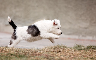 White black dog running field - a wall in the background free wallpaper