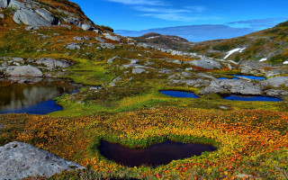 Mountain pond flowers ecological puzzle - a small pond free wallpaper