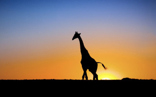 Giraffe sunset field person silhouette - a giraffe free wallpaper