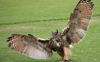 Owl spreads wings field grass - sharp claw free wallpaper