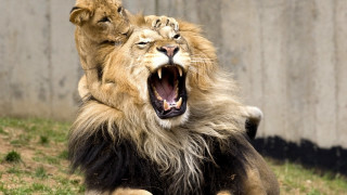Lion sitting open mouth blurry - a lion free wallpaper