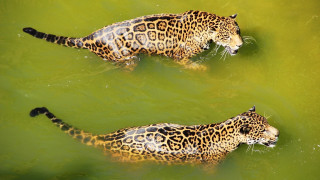 Leopards swimming fish ecological art - a fish free wallpaper