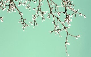 White flower bird branch spring - the branch of the tree free wallpaper