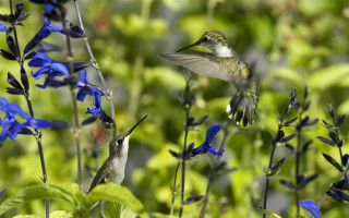 Hummingbird blue flower forest bokeh - a hummingbird free wallpaper