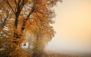 Foggy autumn park bench trees - a foggy day free wallpaper