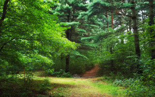 Dirt path forest trail nature - free forest wallpaper for desktop